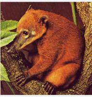 Coati (Nasua nasua): Mamífero, Ocorre em toda América do Sul, alimenta-se