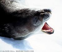Crabeater Seal - Lobodon carcinophaga