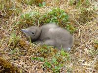 Vermin     as the Pomarine skua is (…), its young are very cute indeed. Until it     grabs your ...