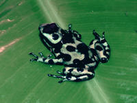: Dendrobates auratus; Green And Black Dart-poison Frog