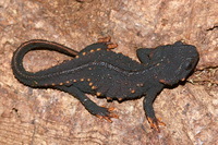 : Echinotriton andersoni; Andersons Salamander