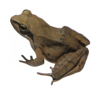 : Rana sakuraii; Stream Brown Frog