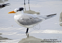 : Sterna maxima; Royal Tern