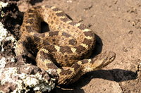 : Crotalus aquilus; Queretaro Dusky Rattlesnake