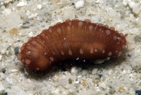 : Chiridota hawaiiensis