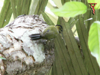 Streak-breasted Woodpecker(Picus viridanus)