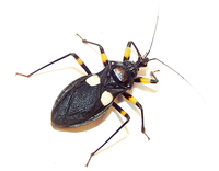 Platymeris biguttata - white-eyed assassin bug