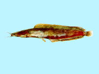 Clarias fuscus, Whitespotted clarias: fisheries, aquaculture
