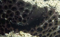 Gobiesox punctulatus, Stippled clingfish: