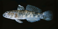 Bathygobius fuscus, Dusky frillgoby: fisheries