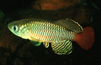 Nothobranchius palmqvisti, : aquarium