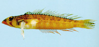 Parapercis somaliensis, Somali sandperch: