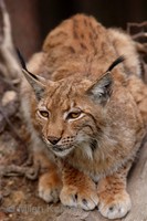Lynx lynx lynx - European Lynx