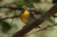 Image of: Leiothrix lutea (red-billed mesia)
