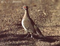 Partridge Pigeon - Geophaps smithii