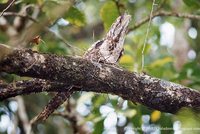 Papuan Frogmouth - Podargus papuensis