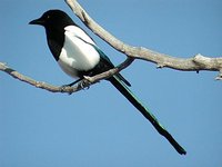 Black-billed Magpie - Pica hudsonia