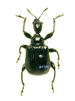 Cycnotrachelus coloratus - 노랑배거위벌레