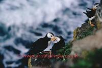 FT0177-00: Horned Puffin courting on a sea cliff. North Pacific coast