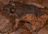 : Eleutherodactylus nigrovittatus
