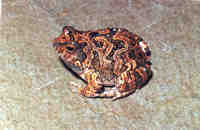 : Pleurodema fuscomaculatum