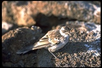 : Nesomimus parvulus bauri; Galapagos Mockingbird