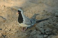 : Oena capensis; Namaqua Dove