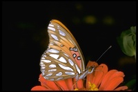 : Agraulis vanillae; Gulf Fritillary butterfly