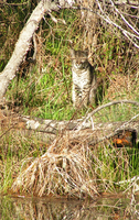 : Lynx rufus; Bobcat