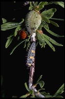 : Coccinella californica; California Ladybird Beetle