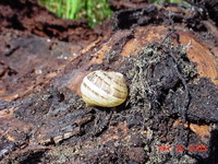 : Helix aspera; European Garden Snail