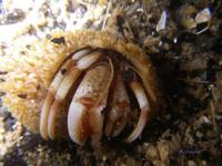 Pagurus bernhardus - Common hermit crab