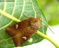 Amphipoea oculea - Ear Moth