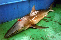 Carcharhinus signatus, Night shark: fisheries