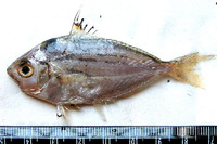 Leiognathus brevirostris, Shortnose ponyfish: fisheries