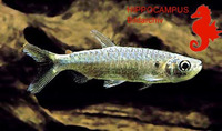 Brycinus macrolepidotus, True big-scale tetra: fisheries