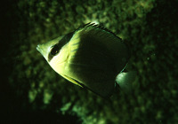 Chaetodon blackburnii, Brownburnie: aquarium