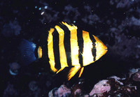 Oplegnathus insignis, Pacific beakfish: fisheries
