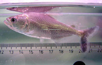 Serrasalmus elongatus, Slender piranha: fisheries