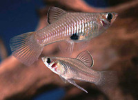 Phallichthys amates, Merry widow livebearer: aquarium