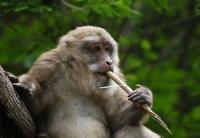 Image of: Macaca thibetana (Père David's macaque)