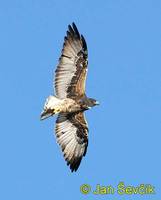Buteo albicaudatus - White-tailed Hawk