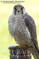 Falco biarmicus - Lanner