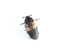 Image of: Dermestes lardarius (larder beetle)