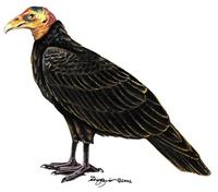 Image of: Cathartes melambrotus (greater yellow-headed vulture)