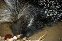 Hystrix indica - Indian Crested Porcupine
