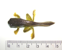 : Hypsiboas albopunctatus