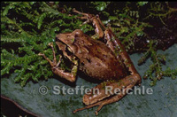 : Pristimantis mercedesae