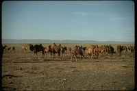 : Camellos bactrianos; Bactrian Camel
