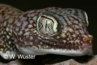 : Stenodactylus doriae; Middle Eastern Short-fingered Gecko